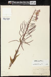 Chamaenerion angustifolium subsp. circumvagum image