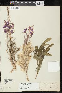 Chamaenerion angustifolium subsp. circumvagum image