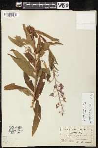 Chamaenerion angustifolium subsp. circumvagum image