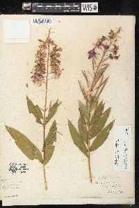 Chamaenerion angustifolium subsp. circumvagum image