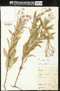 Chamaenerion angustifolium subsp. circumvagum image