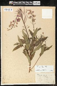 Chamaenerion angustifolium subsp. circumvagum image