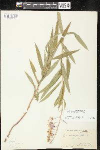 Chamaenerion angustifolium subsp. circumvagum image