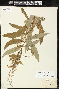 Chamaenerion angustifolium subsp. circumvagum image