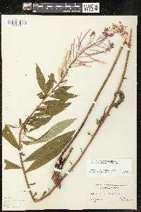 Chamaenerion angustifolium subsp. circumvagum image