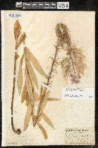 Chamaenerion angustifolium subsp. circumvagum image