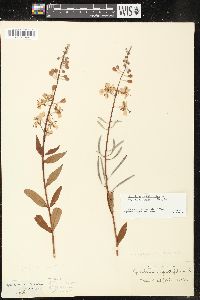 Chamaenerion angustifolium subsp. circumvagum image