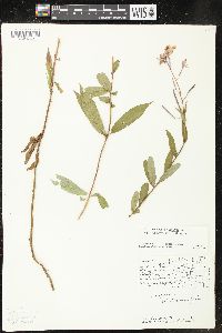 Chamaenerion angustifolium subsp. circumvagum image