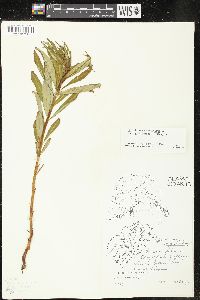 Chamaenerion angustifolium subsp. circumvagum image