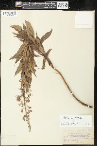 Chamaenerion angustifolium subsp. circumvagum image