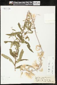 Chamaenerion angustifolium subsp. circumvagum image