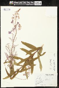 Chamaenerion angustifolium subsp. circumvagum image