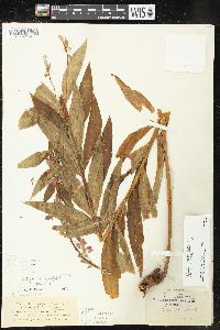 Chamaenerion angustifolium subsp. circumvagum image