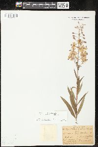 Chamaenerion angustifolium subsp. circumvagum image