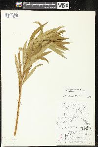 Chamaenerion angustifolium subsp. circumvagum image