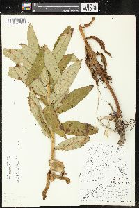 Chamaenerion angustifolium subsp. circumvagum image