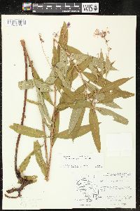 Chamaenerion angustifolium subsp. circumvagum image