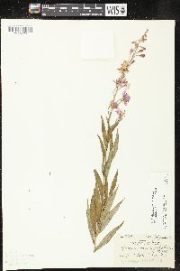 Chamaenerion angustifolium subsp. circumvagum image