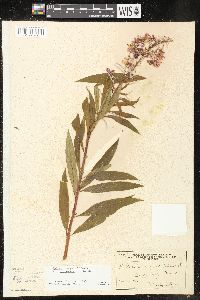 Chamaenerion angustifolium subsp. circumvagum image