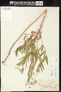 Chamaenerion angustifolium subsp. circumvagum image