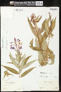 Chamaenerion angustifolium subsp. circumvagum image