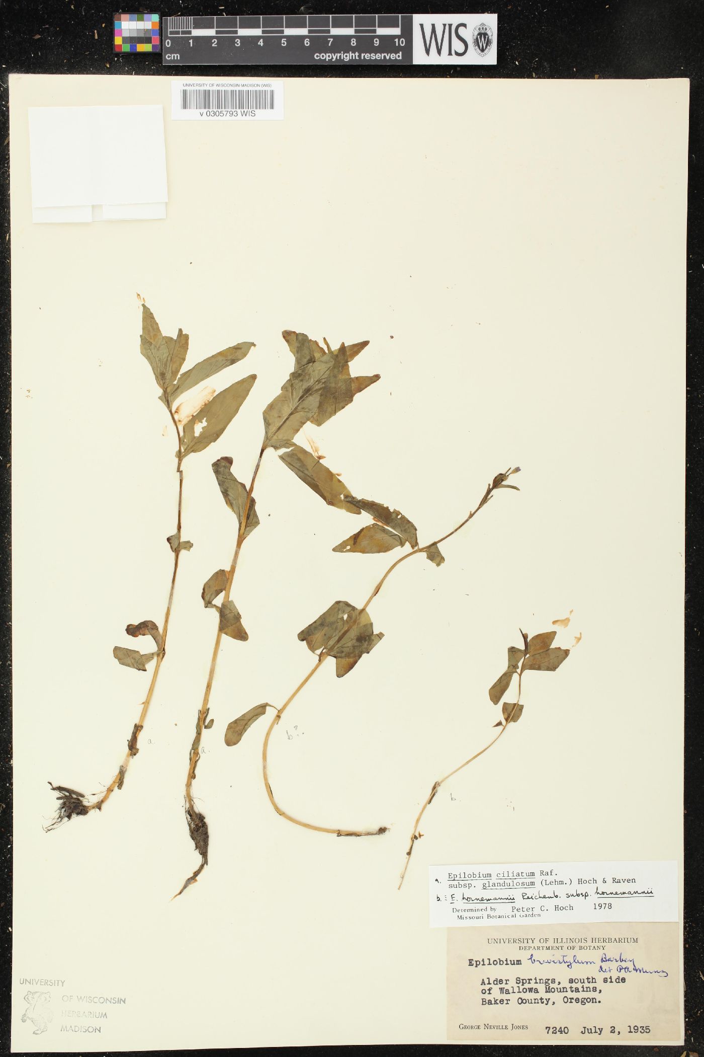 Epilobium ciliatum subsp. glandulosum image