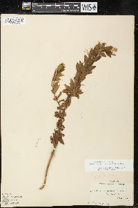 Epilobium ciliatum subsp. watsonii image