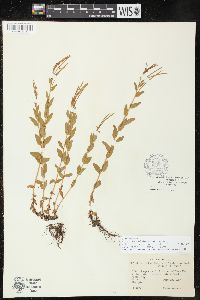 Epilobium glaberrimum image