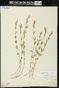 Epilobium glaberrimum subsp. fastigiatum image