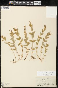 Epilobium glaberrimum subsp. fastigiatum image