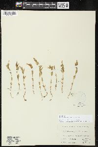 Epilobium halleanum image