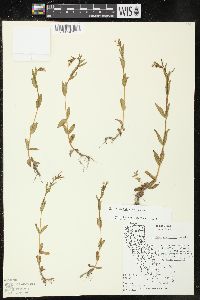 Epilobium halleanum image