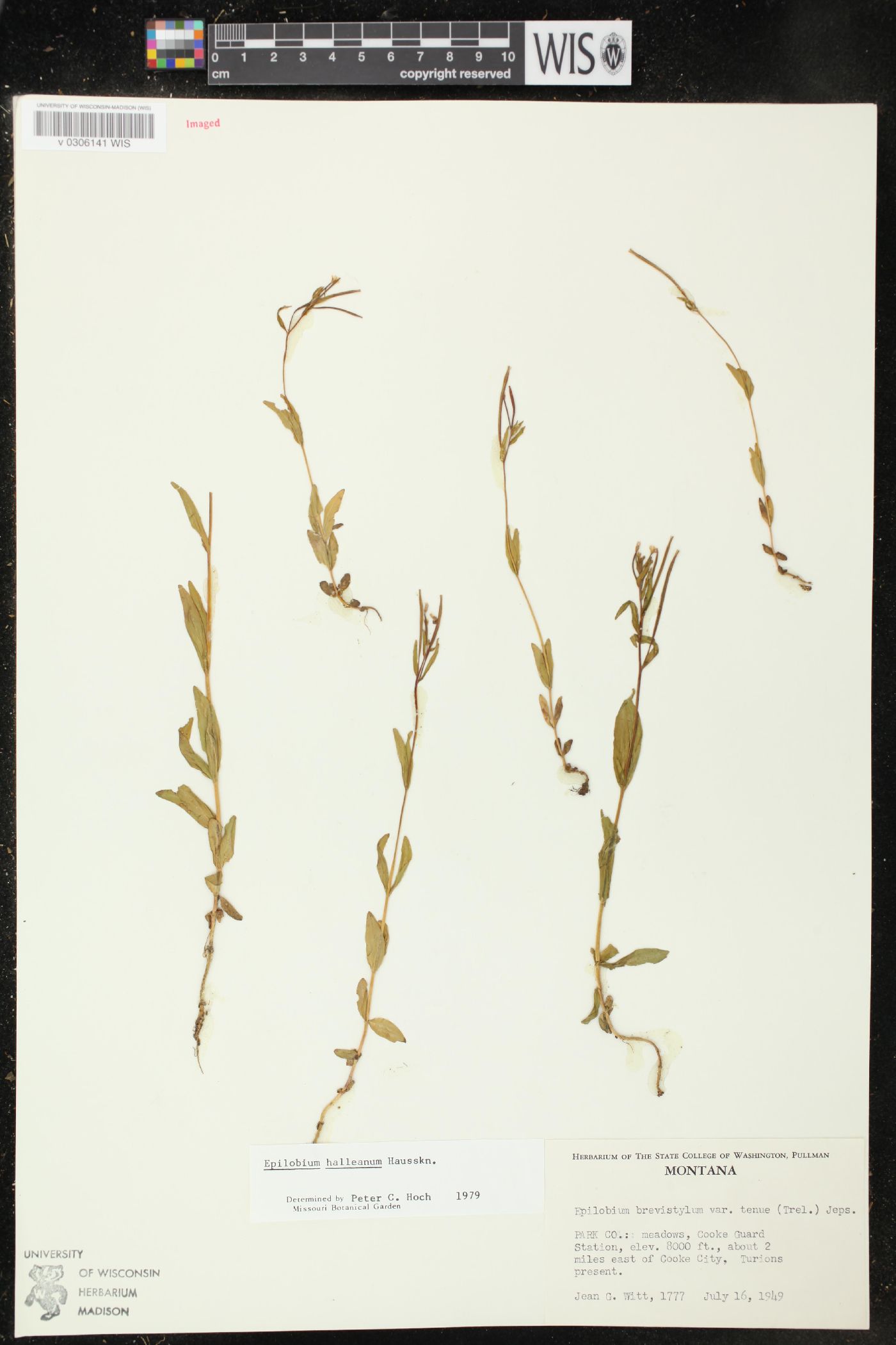 Epilobium halleanum image