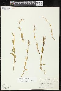 Epilobium halleanum image