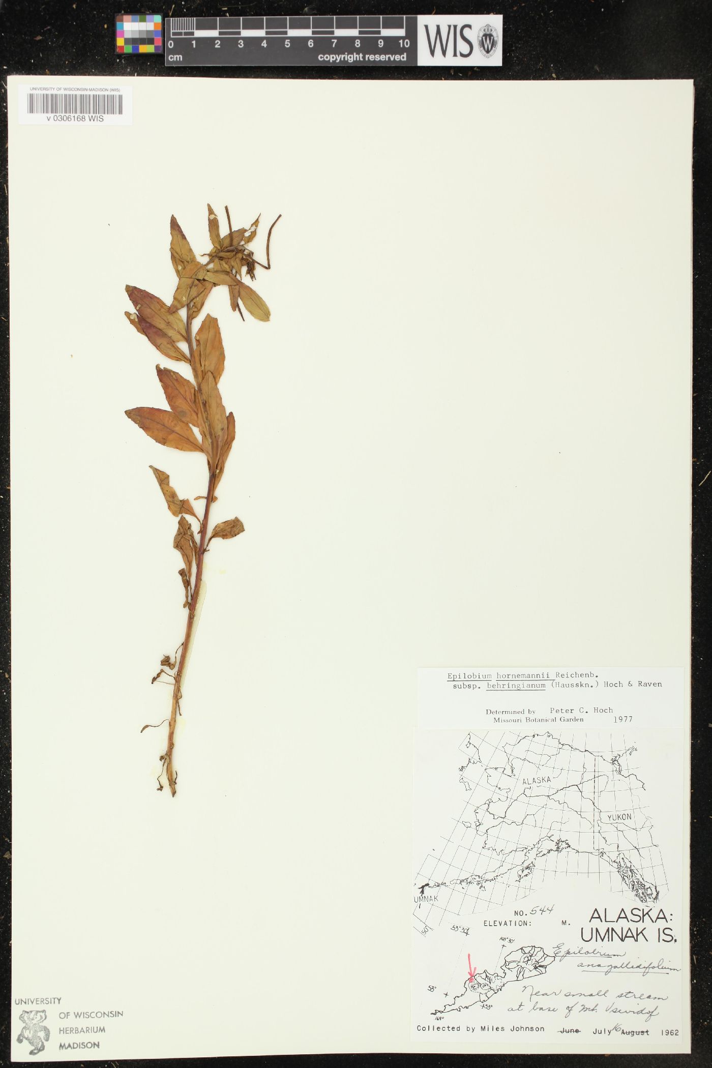 Epilobium hornemannii subsp. behringianum image