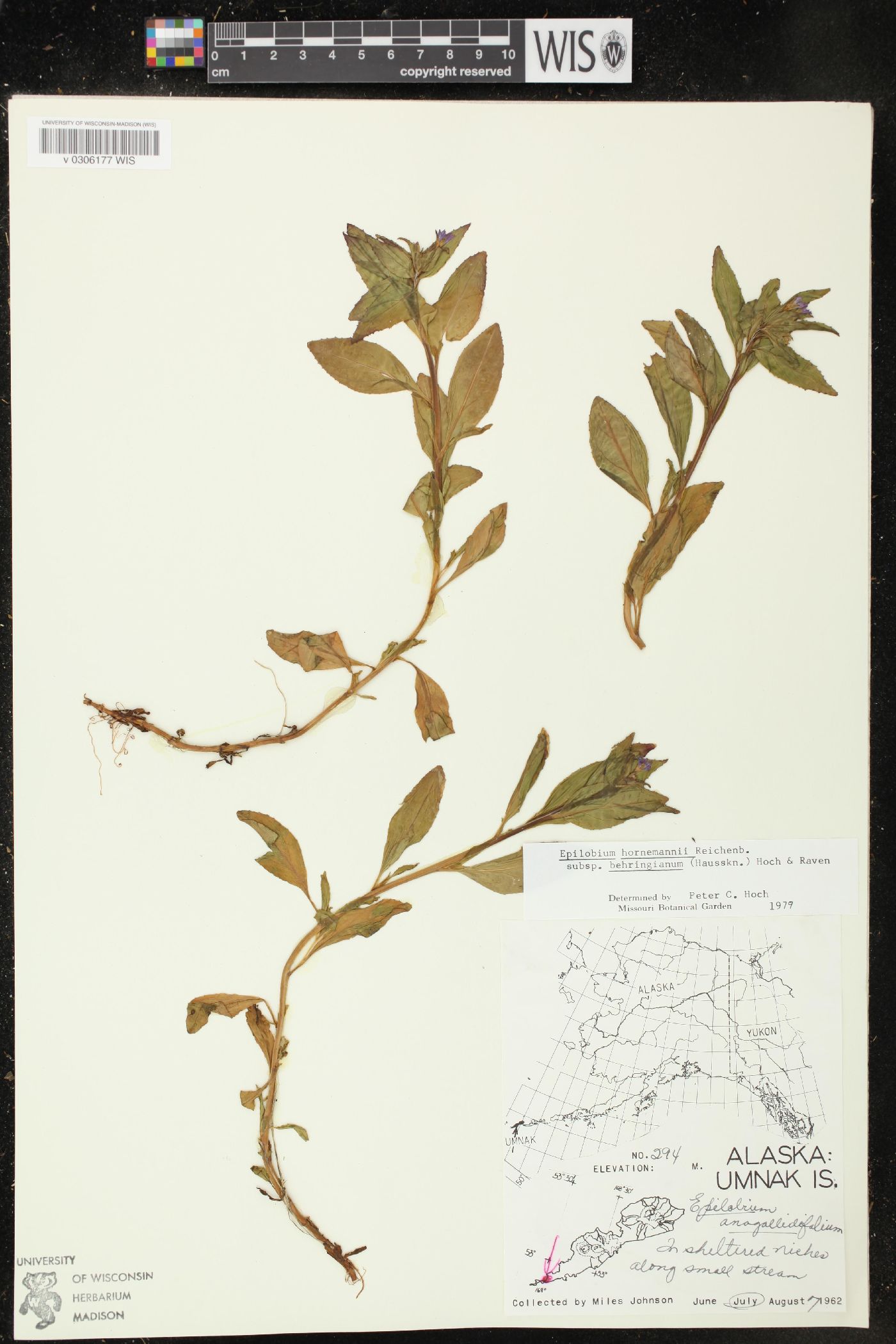 Epilobium hornemannii subsp. behringianum image