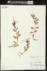 Epilobium hornemannii subsp. behringianum image