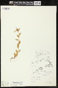 Epilobium hornemannii subsp. behringianum image