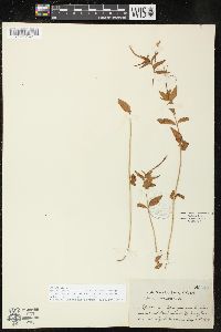 Epilobium hornemannii subsp. behringianum image