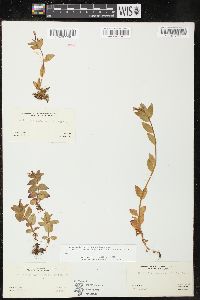 Epilobium hornemannii image