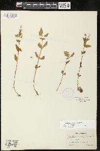 Epilobium hornemannii image