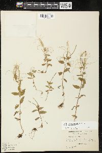 Epilobium hornemannii image