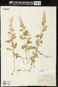 Epilobium hornemannii image