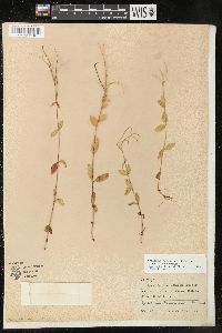 Epilobium hornemannii subsp. hornemannii image