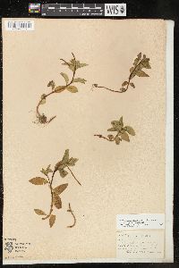 Epilobium hornemannii subsp. hornemannii image