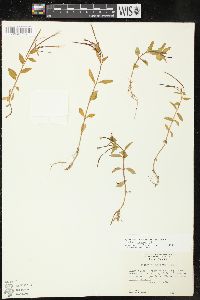 Epilobium hornemannii image