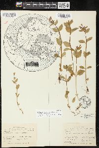 Epilobium hornemannii image