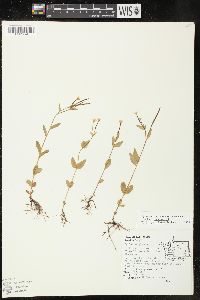 Epilobium hornemannii image