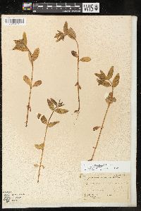 Epilobium hornemannii subsp. hornemannii image