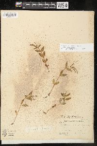 Epilobium hornemannii image